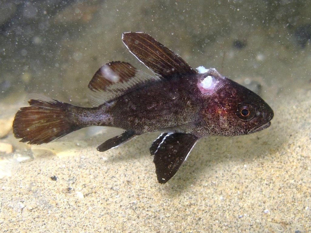 juvenile Sciaena umbra